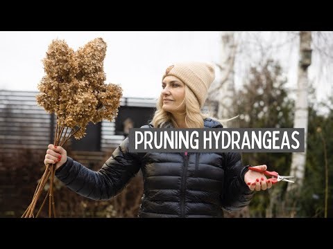Pruning hydrangeas for big flowers - paniculata and smooth hydrangea