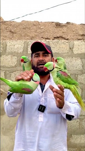 Parrot Care Tips You Must Know 🦜 | Healthy & Friendly Parrots