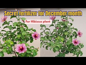 SECRET FERTILIZER FOR HIBISCUS FLOWER PLANT IN DECEMBER MONTH.