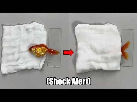 Observing a goldfish, we discovered something unexpected in its tail fin!