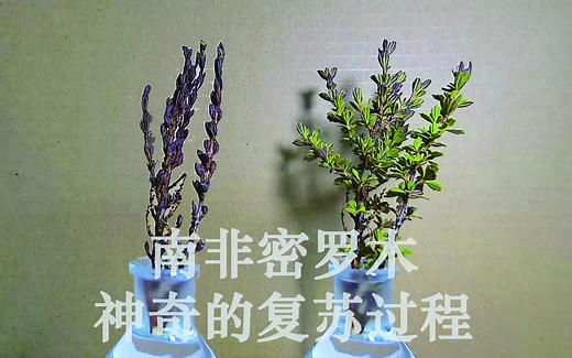 密罗木遇水神奇复苏过程