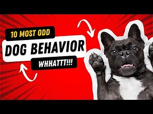Weird Dog Habits | Odd dog behavior explained | Strange dog behavior explained -this will shock you!