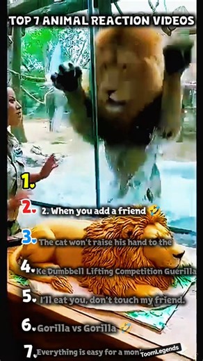 Top 5 Videos Animals are the essence of Vido Reaxa #funny #cat #trolllife #animals #mochi #reels