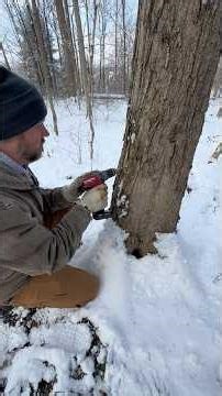 Tapping Maple Trees #maplesyrup #farmlife