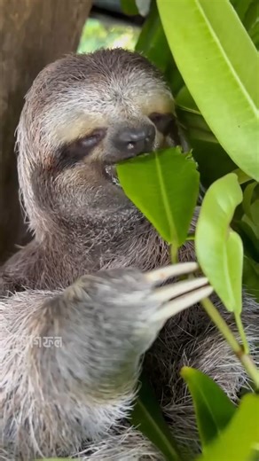 JogFol on Instagram: "The Shocking Truth About Sloth Behavior #sloth #animals #wildlife"