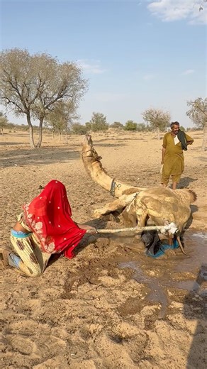 الجمل يسقط ويوقع وعاء الماء ثم يمنع صاحبه من رفعه في مشهد مفاجئ