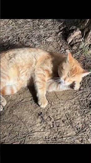 Unlocking the Secret: Why Cats Have 32 Muscles in Their Ears!