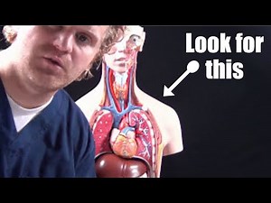 How to Heal from a Collapsed Lung