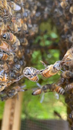 Bees work together to make the world better! #nature #beekeeper #savethebees#20 | Save the Bees