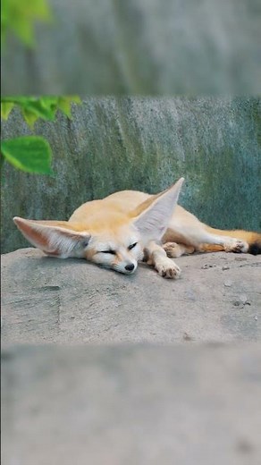🦊 Napping Fennec Fox — Peace in Every Moment | Peaceful_Tranquil