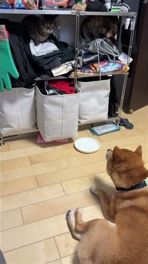 Miha & Chawan # 101 - What did you come here for?🐱🐕 (ミハとちゃわん)