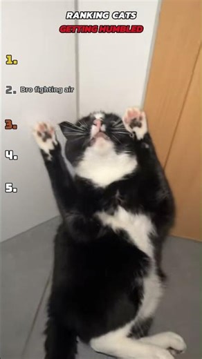 Ranking Cats Getting Humbled 💀🐱 (They thought they ate) #cat #catvideos #funny
