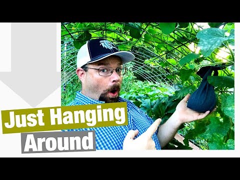 Growing Melons on a Trellis | Vertical Growing