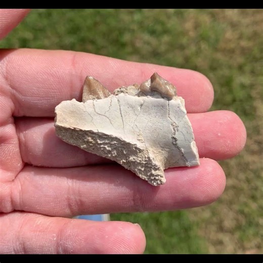 Some Oreodont Fossils from Nebraska