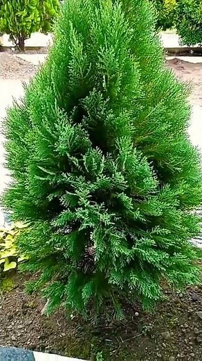 Lemon cypress ( Cupressus macrocarpa 'Goldcrest' )