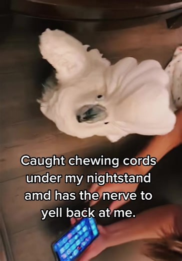 A day in a life with a #cockatoo. #Biting my cords. #Yelling back at me. #Family #laughing at us. #cockatoolife #cockatude #sassy #parrot