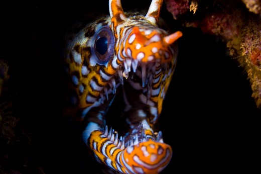 The Difference Between Eels and Sea Snakes