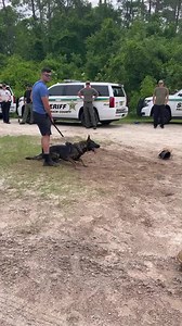 Day 2 decoy training exercise action! | Southern Coast K9