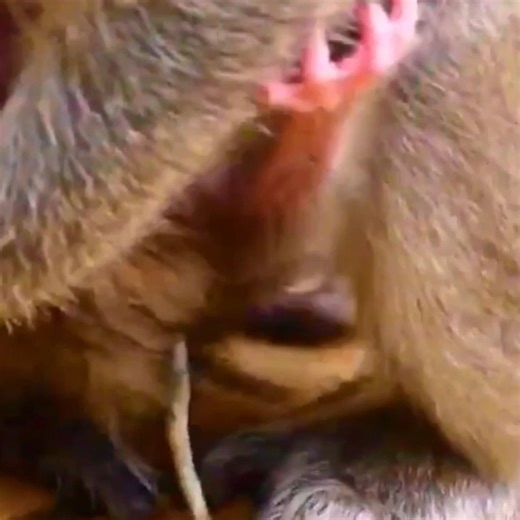Newborn Little Monkey With Chubby Cheeks Melts Hearts Instantly After Birth | Clip Monkey