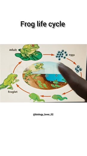 BI💙L💙GY🤞🏻 | Follow @biology_lover_02 #biologylover02 #education #viral #neet #froglifecycle | Instagram