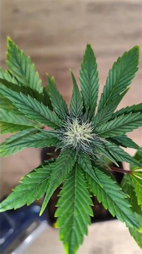 Autoflower Clone Test 🌲 It Works 👌🏼 #youtubeshorts #shorts