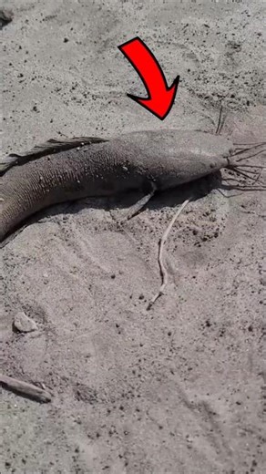 Did You Know a Fish Can Walk on Land? 🐟🚶🌍