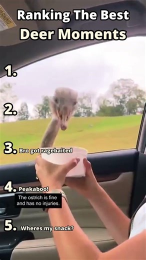 🦌Ranking Deer Moments
