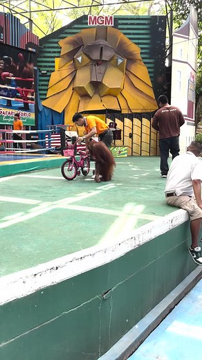 Orangutan Training to Ride Bike