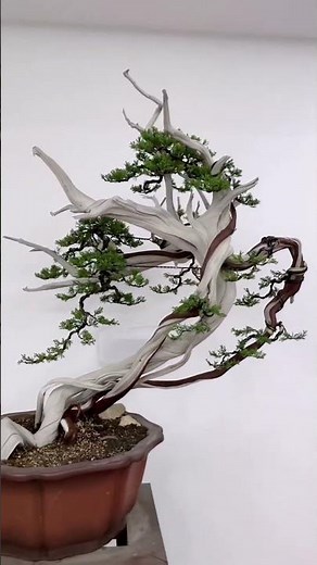The cypress tree miraculously displays a powerful vitality beneath its sparse bark.
