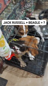 JACK RUSSEL BEAGLE ? | Finowelltuned - Marfori Custom