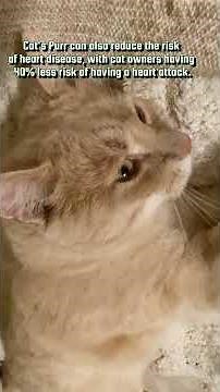 Cat Purring healing sound for relaxation and sleep 🐱 Loudest Purring Cat😊