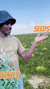 Why planting Watermelon seedlings is better than seeds | Farm With Fred
