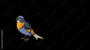 Little bird (bluebird) come flying. Animated footage with alpha channel