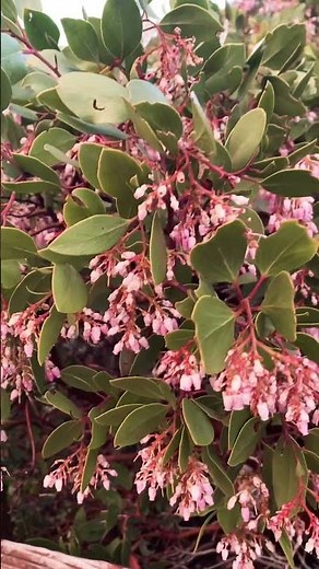 Manzanita #plants #plant #wildlife #wildberries #nature #naturelovers #beatifulnature #flowers