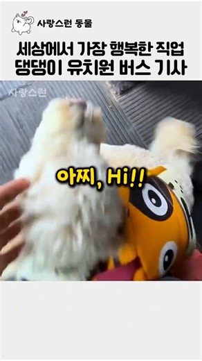 세상에서 가장 행복한 직업, 댕댕이 유치원 버스기사의 아침