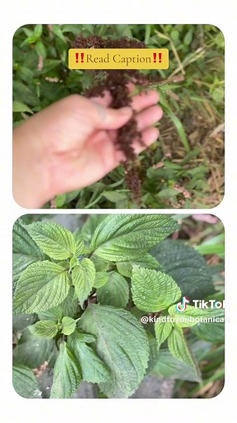 Unlock the ancient wisdom of herbalism and transform your well-being! 🌱 My new online course is your key to discovering the incredible healing properties of plants. Learn to identify, harvest, and prepare herbs for optimal benefits. From common kitchen staples to making medicinal salves or herbal supplements for your medicine cabinet, you’ll gain the knowledge and confidence to create your own herbal remedies. Don’t miss this opportunity to deepen your connection with nature and improve your he