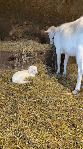cubiks et sous haute surveillance d’ Asher 😁#V#VieALaFermec#chevrev#vache