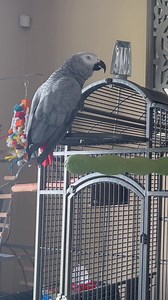 176K views · 9.9K reactions | 3 minutes and 33 seconds of Gizmo learning new words!! Let me know if you made it to the end  #gizmothegreybird #gizmosjourney #gizmo #talkingparrot #funnyparrot | Gizmo the Grey Bird | Facebook