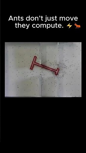 Ants don’t just move—they compute. ⚡️🐜