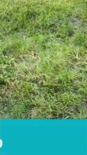 test cutting grass using a 2-stroke Ryu brush cutter. Why does it look stiff, right?