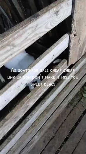 Affordable Goats for Sale: Sweet Deals Await You