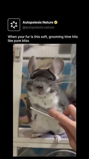 When your fur is this soft, grooming time hits like pure bliss