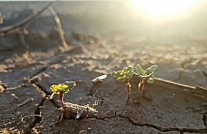 AI counts flea beetles in real-time