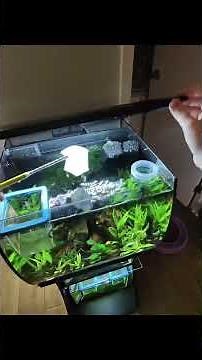 Black Neon Tetras Spawning #fish #fishkeeping #breeding #aquarium #Tetras