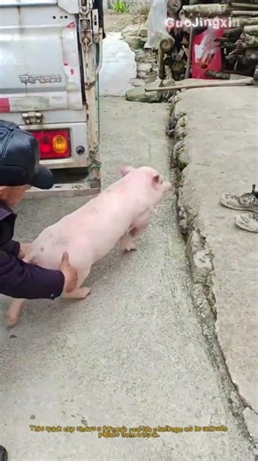 How to Catch a Runaway Piglet? Farm Life Hack!