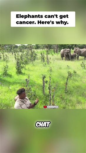 Exploring the World of Elephants: Nature's Gentle Giants
