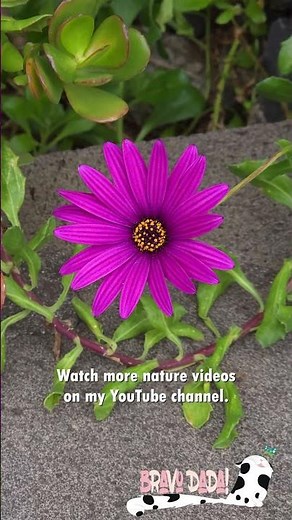 African Daisies 🌼 Osteospermum 'Tresco Purple' Flowers 💜 Bravo Dada! #AfricanDaisy #Garden #Flowers