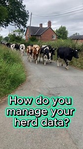 🔍How do you manage your herd data?🔎 If you’re entering the same data twice… you’re wasting valuable time. With one secure portal, you can access milk recording, disease testing and herd insights in real time — helping you make faster decisions. Explore Herd Companion 👉 https://www.nmr.co.uk/software/herd-companion 📣Tag your vets, nutritionists, local farm consultants - third parties can access your data for FREE #UKFarming #DairyFarming #FarmEfficiency #BritishFarming #FarmTech #HerdManageme