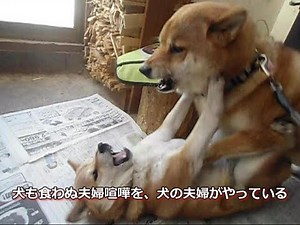 【音量・閲覧注意】柴犬ハチ＆イチの大喧嘩 Those who can not read Japanese can not understand this movie.