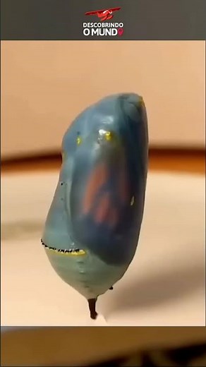 Como uma Lagarta Vira Borboleta? 🐛➡🦋